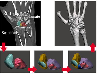 Biomechanical Finite Element Method Model of the Proximal Carpal Row and Experimental Validation